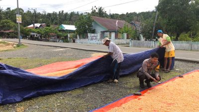 Gerakkan Ketahanan Pangan, Bhabinkamtibmas Tubo Sendana Dampingi Pengeringan Hasil Panen