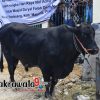 Sapi Kurban Bantuan Presiden Disembelih di Masjid Dayalal Falah Rea-Rea Majene, Bobot Capai 1 Ton