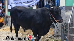 Sapi Kurban Bantuan Presiden Disembelih di Masjid Dayalal Falah Rea-Rea Majene, Bobot Capai 1 Ton
