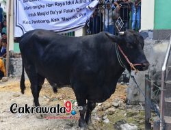 Sapi Kurban Bantuan Presiden Disembelih di Masjid Dayalal Falah Rea-Rea Majene, Bobot Capai 1 Ton