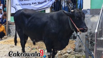 Sapi Kurban Bantuan Presiden Disembelih di Masjid Dayalal Falah Rea-Rea Majene, Bobot Capai 1 Ton