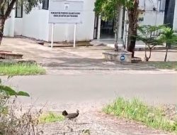 Bukan di Hutan, Maleo Terlihat di Area Kantor Gubernur Sulbar
