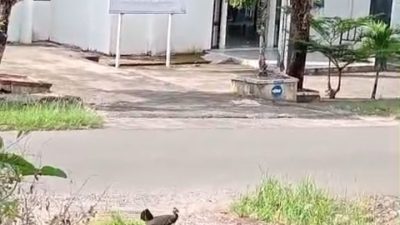 Bukan di Hutan, Maleo Terlihat di Area Kantor Gubernur Sulbar