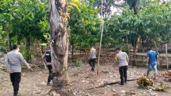 Praktik Judi Sabung Ayam di Lereng Gunung Tapalang Mamuju Dibubarkan, Pelaku Kabur