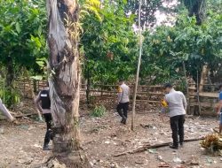 Praktik Judi Sabung Ayam di Lereng Gunung Tapalang Mamuju Dibubarkan, Pelaku Kabur